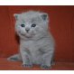 Wurf I, Britisch Kurzhaarkatze - Katze