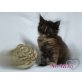 Wurf, Maine Coon - Kater