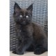 Wurf, Maine Coon - Katze
