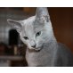 Wurf, Russisch Blau - Katze