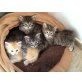 Wurf von 2 Katern und einer Kätzin, Sibirische Katze - Kater