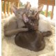 Wurf von siamesischen Kätzchen, Siamesen - Kater