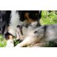 Wurfankündigung, Australian Shepherd Dog Welpen - Hündin