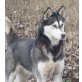Wurfankündigung Ende März 2012, Siberian Husky Welpen - Rüde