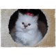 Wurfplanung 2016 Vd Saalebirmchen Thüringen, Heilige Birma - Katze