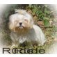 Wuschel, Kleiner feiner Chihuahua Mix Rüde Welpen - Rüde