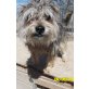 Wuschel, lieber Bursche, verspielter, Yorkshire Terrier Mix - Rüde