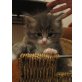 Wuschelige Norweger-/Sibirier Mix Kätzchen - Kater