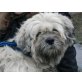 Wuschl, Ahasa-Apso/Shi-Tzu-Mischlingsrüde - Rüde