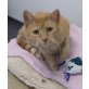 Wutzi, Samtpfote Wutzi sucht Traumplatz! - Kater
