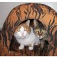 Wutzi und Patzi, Wutzi und Patzi suchen Traumplatz! - Kater