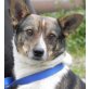 Wuzzi 3, Pinscher-Spitz Mix - Rüde