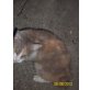 Wyanet, LaPerm - Katze