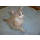 Wyanet, LaPerm - Katze