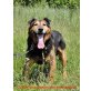 Wynnie, Schäferhund - Rüde