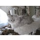 Wynona`s Bagira, Perser - Katze