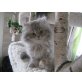 Wynona`s Baylena, Perser - Katze