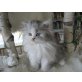 Wynona`s Cosmo, Perser - Kater