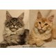 Wyome & Willow of Sherokee - SILBER-Pärchen, Maine Coon - Kater