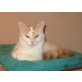 Wyomi Halblanghaar Mädchen, Türkische Van Katze - Katze