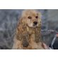 X-MAS, Pflegestelle Burgenland, kleine, noch schüchterne Spaniel - Hündin