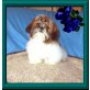 X Man Donny, Shih Tzu Welpen - Rüde