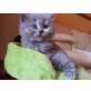 X Y Z Babys mit Stammbaum, Britisch Kurzhaarkatze - Katze