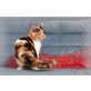 X-anna, Britisch Kurzhaarkatze - Katze