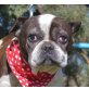 XANA - Linares, Franz. Bulldogge, kastriert - Hündin