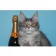 XANTIA A STAR COON, Maine Coon - Katze