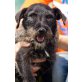 XENA 2, Pflegestelle Tirol, kleine, süße Schnauzer-(Rauhhaardackel)-Mix - Hündin