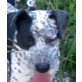 XENA 'Gezeichnet vom Leben ......' , Familie gesucht,Mischling - Hündin