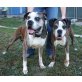 XENA und HERO, Pflegestelle Niederösterreich, Boxer - Hündin