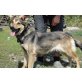 XIMENA - Pflegestelle Niederösterreich, Schäfer-Husky-Mix - Hündin