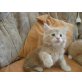 XL Katerchen mit Stammbaum !, Maine Coon - Kater