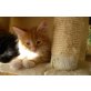 XL Maine Coon Katerchen mit Stammbaum !, Maine Coon - Kater