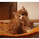 XXL Maine Coon Babies, Maine Coon - Kater