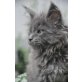 XXL Maine Coon Kitten suchen nette Dosenöffne, Maine Coon - Kater