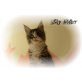 XXL Maqine Coon katerchen Sky Wolker mit Pap., Maine Coon - Kater