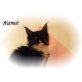 XXL Zutraulicher Maine Coon Lady, Maine Coon - Katze