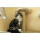 XXL Zutraulicher Maine Coon katerchen ., Maine Coon - Kater