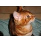Xamani und Wakili, Bengalkatze - Kater