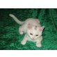 Xambo weisser BKH Bub mit Stammbaum, Britisch Kurzhaarkatze - Kater