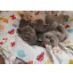 Xamuna, Ximena, Victoria, Britisch Kurzhaarkatze - Katze