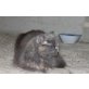 Xana, Perser-Mix - Katze