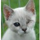 Xandi, einäugige - Katze