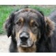 Xandl, Retriever-Berner Sennenhund-Mischling - Rüde