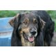 Xandl, Retriever-Berner Sennenhund - Rüde
