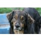Xandl, Retriever Berner Sennenhund - Rüde
