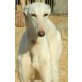 Xanta geb. 2013, Galgo Español - Hündin